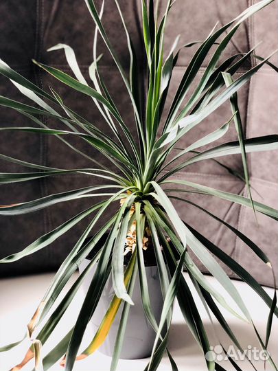 Пальма Юкка из Крыма