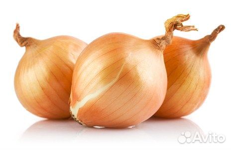 Лук репчатый