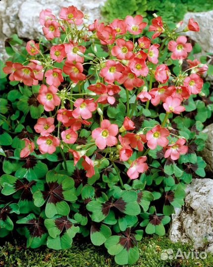 Оксалис Айрон Кросс (клубнелуковицы)