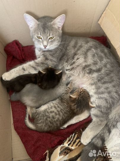 Кошка в дар бесплатно