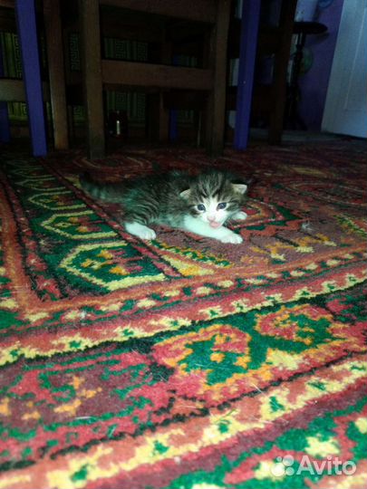 Отдаем котят в добрые руки