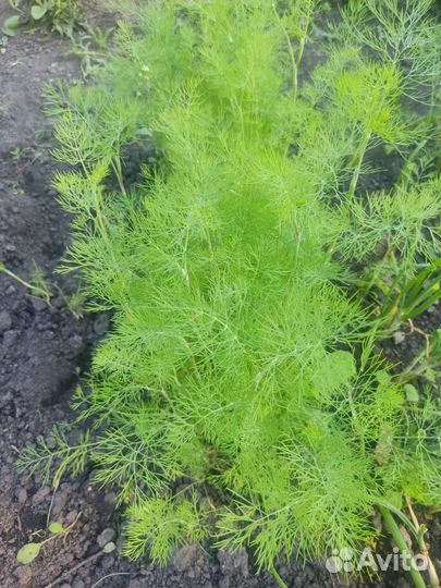 Укроп, свекла, кабачки, мята, лук