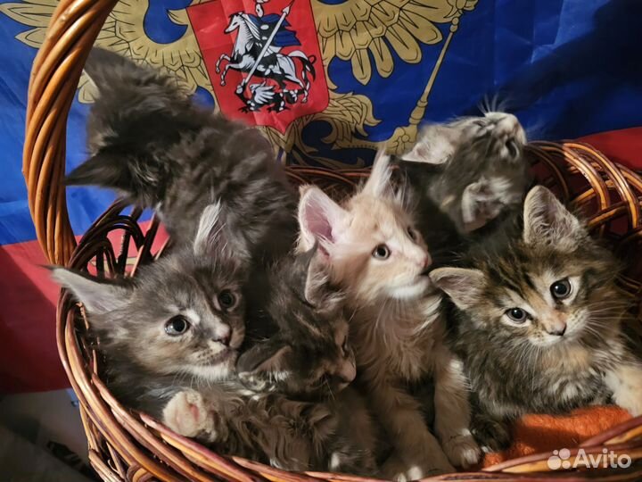 Породистые большие кошки