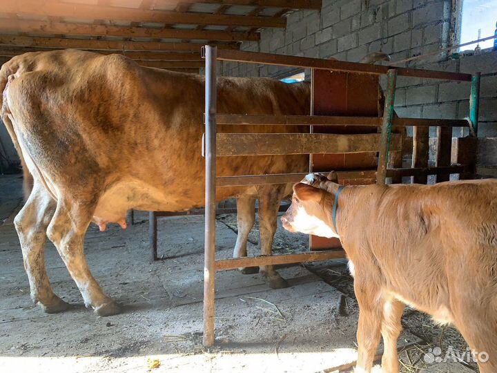 Корова дойная с теленком