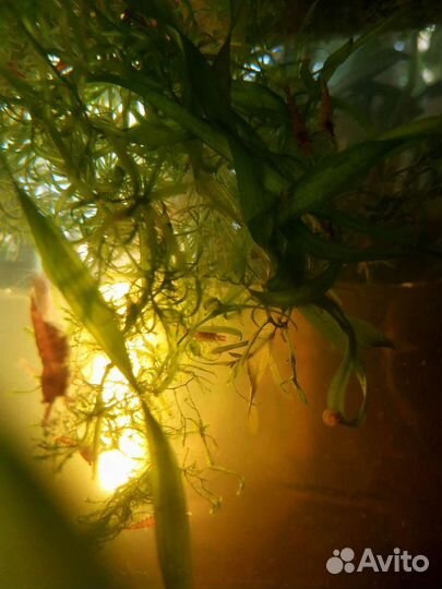 Креветки Черри