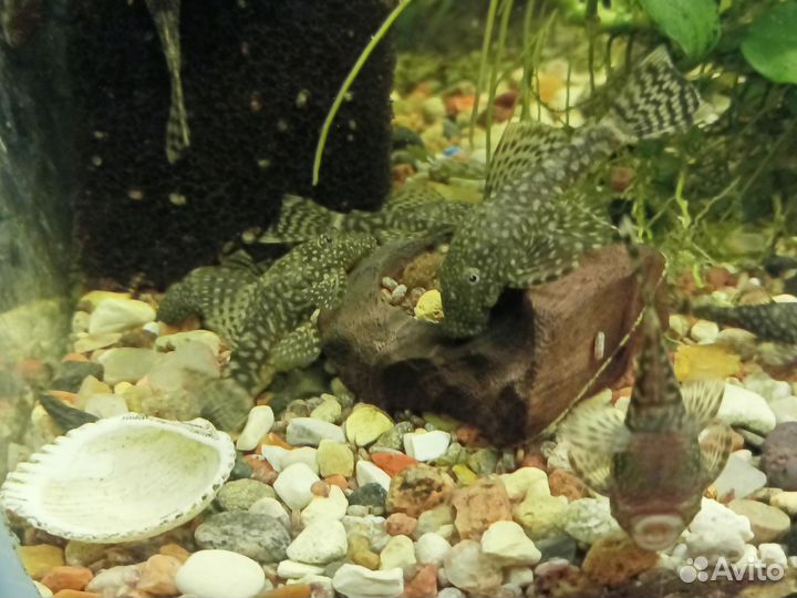 Сомики анциструсы