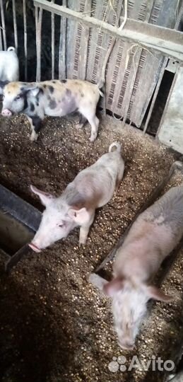 Поросята