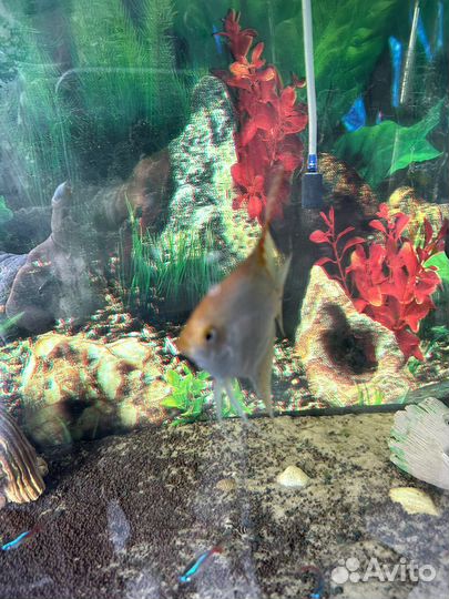Продам рыб