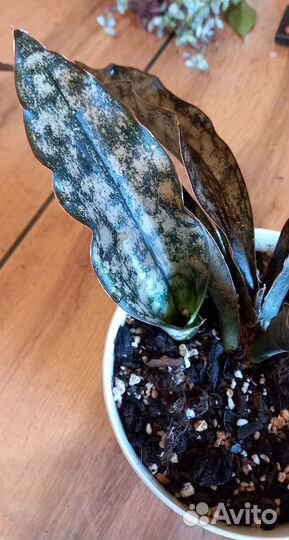 Сансевиерия