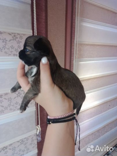 Чихуахуа мини