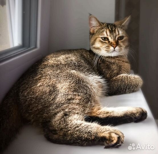 Британская кошка