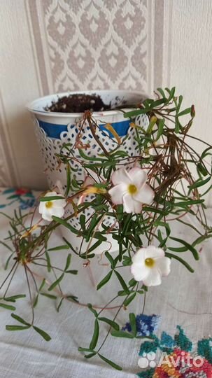 Кислица(оксалис) луковичный