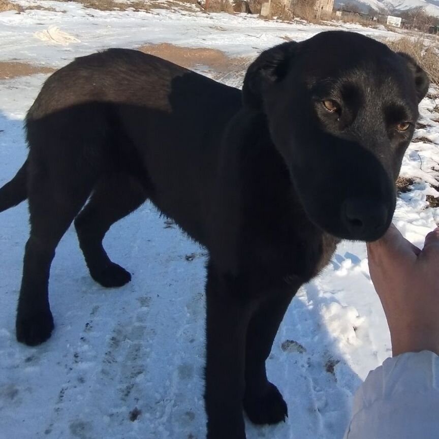 Щенок в добрые руки бесплатно