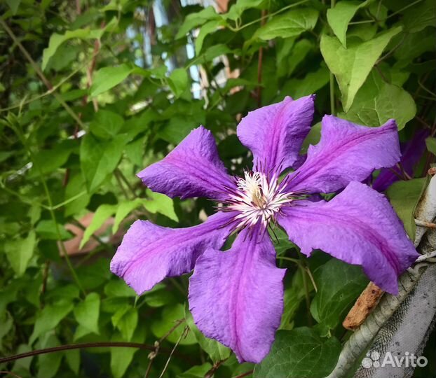 Клематис фиолетовый, саженцы делёнки