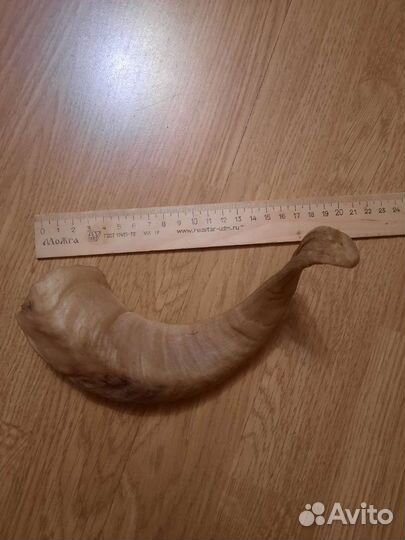 Рога барана, коровы