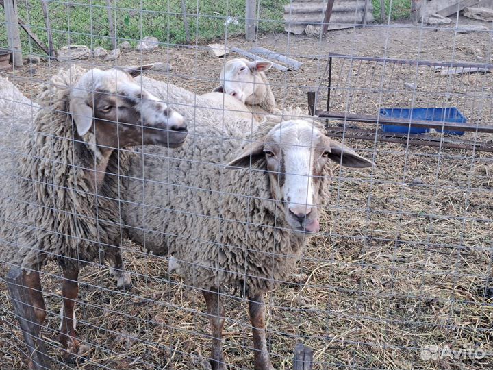 Продаются бараны самки с ярочками