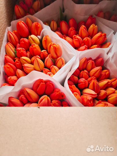 Тюльпаны к 8 марта оптом