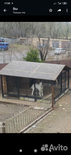 Вольер для собак уличный