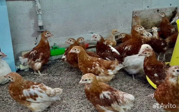 Куры несушки молодки