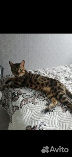 Бенгальский кот вязка
