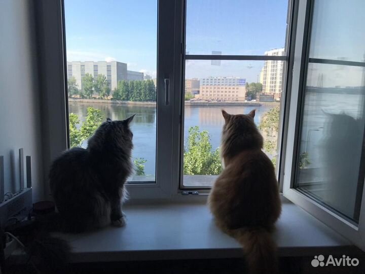 Приходящая котоняня (зооняня у вас дома)