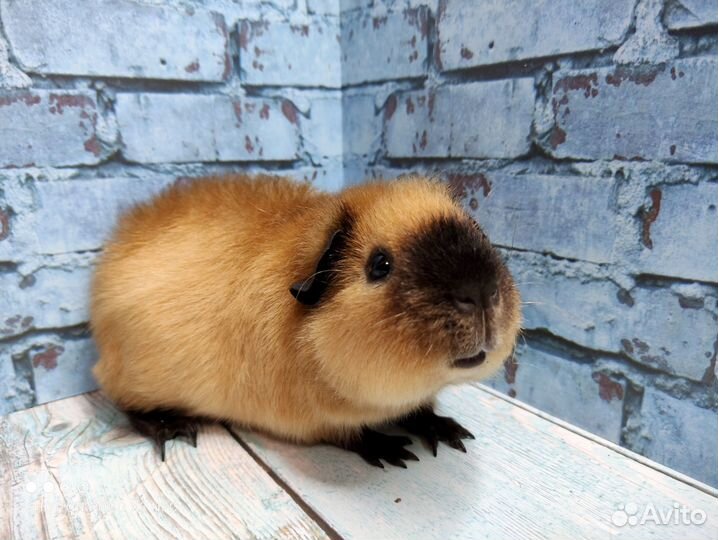 Морская свинка Америк.Тедди(самец)
