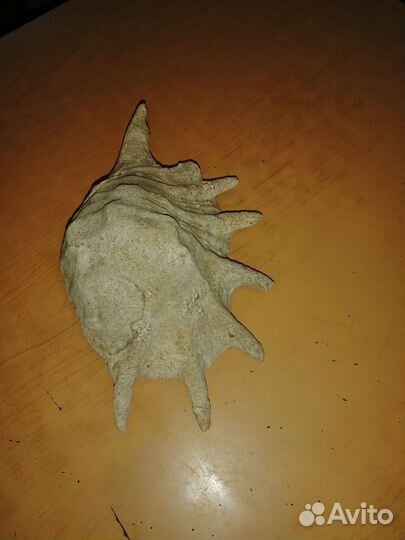 Ракушка морская большая