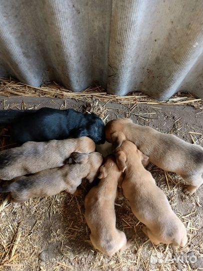 Отдам в добрые руки щенков таксы за шоколадку