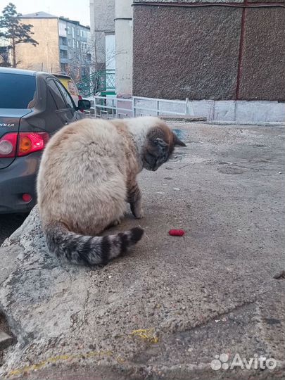 Ищем хозяина