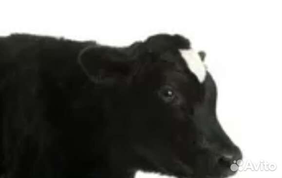 Тёлочка 2,5 месяца