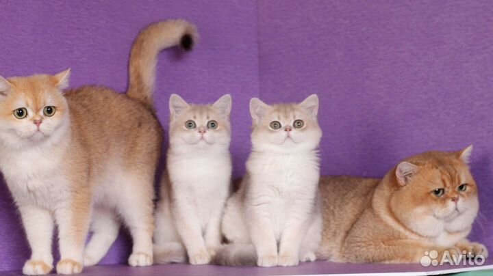 Солидный кот, для солидных господ