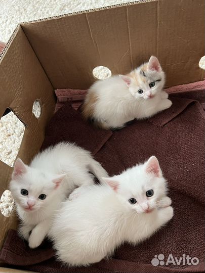 Отдаю котят в добрые руки