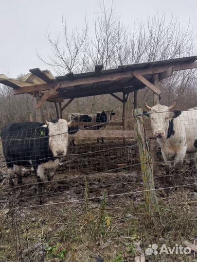 Продам бычков