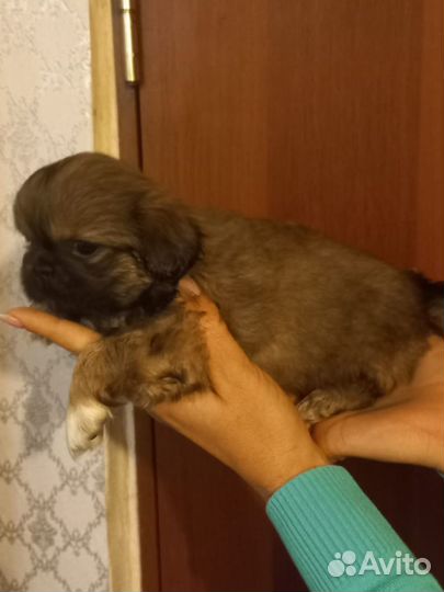 Щенки пекинес