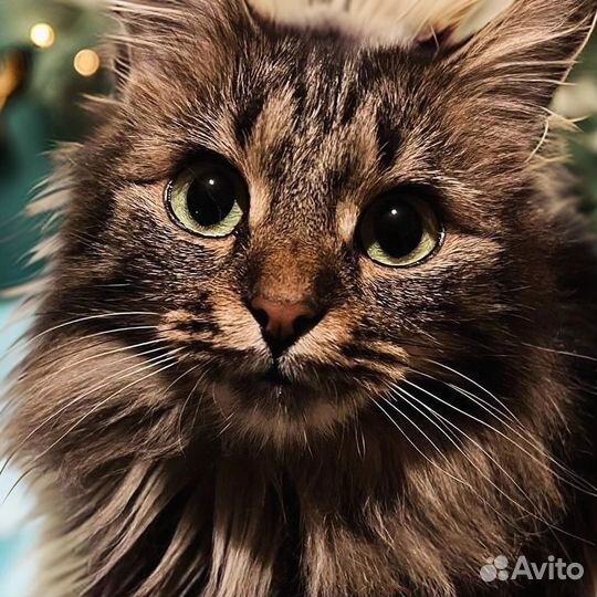 Кошка в дар