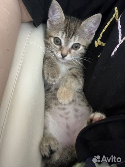 Котенок в добрые руки