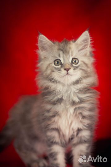 Мейн-кун девочка