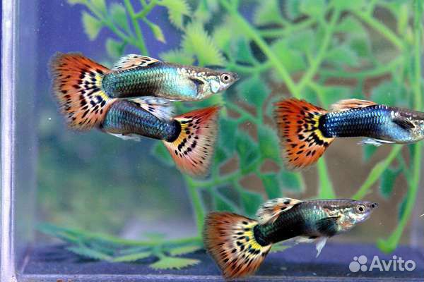 Продам Рыбки Гуппи