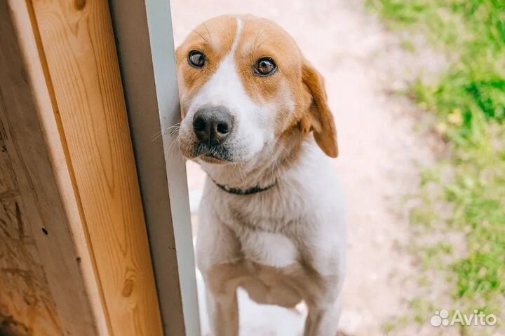 Собачка Найда