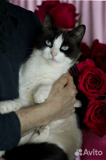 Кошка Маня ищет семью