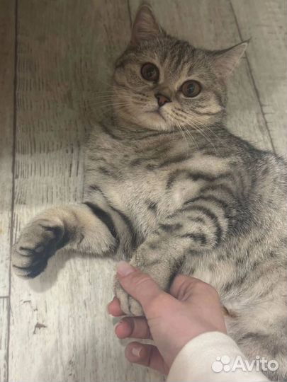 Шотландская кошка Мальта