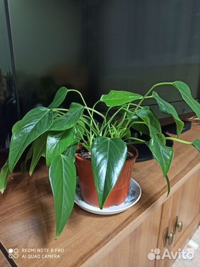 Антуриум зизу