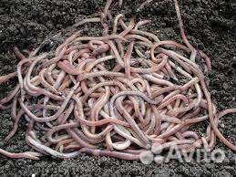 Червь дендробене