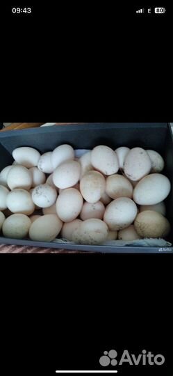 Яйцо индюков и куриные