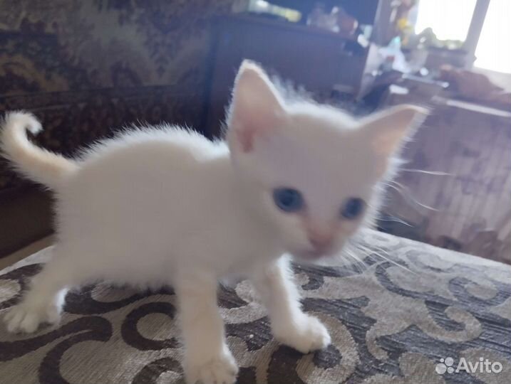 Британская коротко шерстная кошка