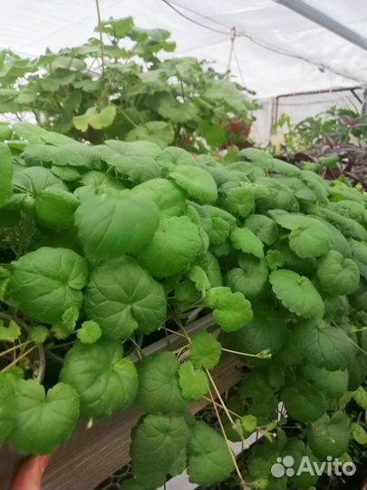 Ампельные растения