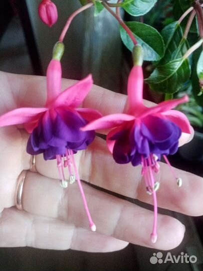 Фуксии сортовые