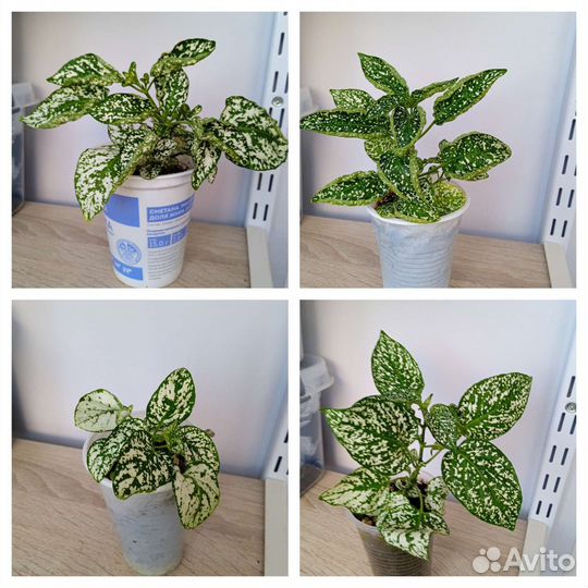 Комнатные растения