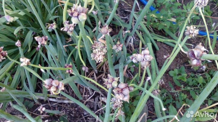 Лук многоярусный, слизун, лук Суворова