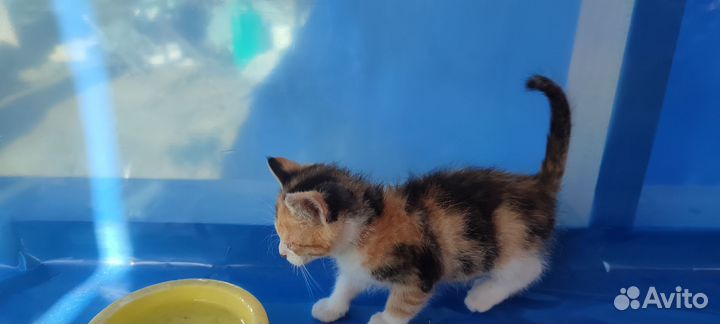 Котенок в дар бесплатно